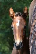 Pouliche x Helios d ‘helby