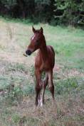 Pouliche x Helios d ‘helby