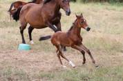 Pouliche x Helios d ‘helby