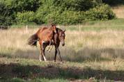 Pouliche x Helios d ‘helby