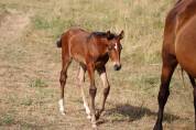 Pouliche x Helios d ‘helby