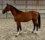 À vendre – Nidor Theleme  Mâle entier de 2 ans