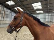 À vendre – Nidor Theleme  Mâle entier de 2 ans