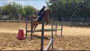 Pony Francese Sportiva da Salto 