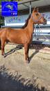 Pony Francese Sportiva da Salto 