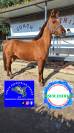 Pony Francese Sportiva da Salto 