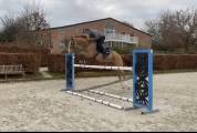 Cheval de sport à vendre 
