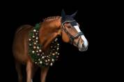 Cheval de sport à vendre 