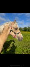 PFS 1 AN par CHAMPAGNE D'AR CUS