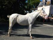 Cheval de loisir