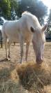 Cheval de loisir