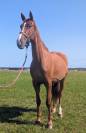 Gentil 4 ans idéal amateur CSO CCE