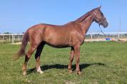 Gentil 4 ans idéal amateur CSO CCE