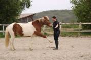 Pension complète poney loisir