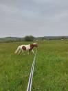Pension complète poney loisir