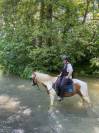 Pension complète poney loisir
