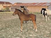 Poney - Foal - OC - mâle 