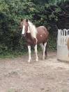Poney - Foal - OC - mâle 