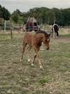 Poney - Foal - OC - mâle 
