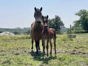 Poney - Foal - OC - mâle 