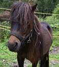 Poney Shetland- 2 ans- sociable 