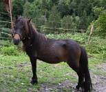 Poney Shetland- 2 ans- sociable 