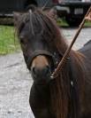 Poney Shetland- 2 ans- sociable 