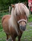 Jument Poney Shetland- 4 ans 980.-