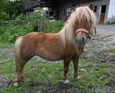 Jument Poney Shetland- 4 ans 980.-