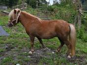 Jument Poney Shetland- 4 ans 980.-