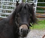 Poney Shetland,  bai pangaré, 3 ans 980.-