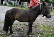Poney Shetland,  bai pangaré, 3 ans 980.-