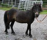 Poney Shetland,  bai pangaré, 3 ans 980.-
