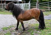 Hongre shetland à vendre en couple 1500.- 