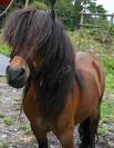 Hongre shetland à vendre en couple 1500.- 