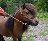 Hongre shetland à vendre en couple 1500.- 