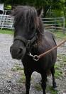 Jument shetland à vendre en couple 1500.- 