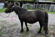 Jument shetland à vendre en couple 1500.- 
