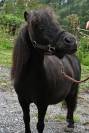 Jument shetland à vendre en couple 1500.- 
