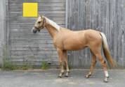 Jument palomino polyvalente de 2 ans