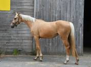 Jument palomino polyvalente de 2 ans