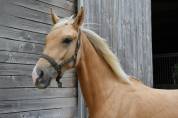 Jument palomino polyvalente de 2 ans