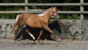 Jument palomino polyvalente de 2 ans