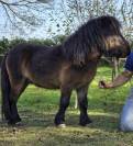 Shetland de 5 ans