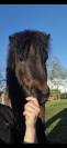 Shetland de 5 ans