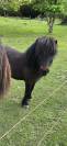 Shetland de 5 ans