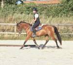 Ponette D CSO 