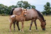 Poulain  appaloosa