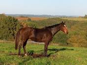 Super cheval de loisir 10 ans