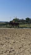 Super cheval de loisir 10 ans